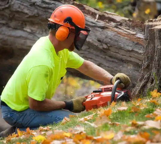 tree services Anoka